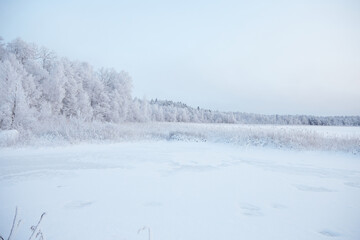 Wall Mural - Winter beautiful landscape with field and forest covered with white fluffy snow, selective focus