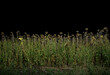 © Connect Images - Dried sunflower field at night