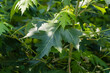 Green leaves on a branch of big maple Acer saccharinum on sunny summer day against a blurred background of garden greenery. Selective focus. Close-up of leaves. Nature concept for design.