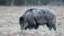 Wild boar (Sus scrofa or wild pig) is looking for food in a winter field. Heads down and hooves digging into the ground.