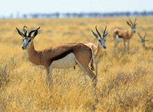 Herd Of Springbok On The Dry Yellow Grass In Etosha