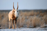 Fototapeta Konie - Saiga antelope or Saiga tatarica walks in steppe near waterhole in winter