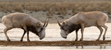 Fototapeta  - Saiga antelopes or Saiga tatarica fight in steppe near waterhole in winter