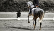 White dressage horse with rider changing canter, photographed from behind with a view of the left shoulder..