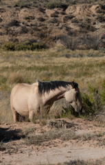 Wall Mural - Wild Horse in the Wyoming Desert in Autumn