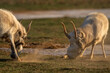 Saiga antelopes or Saiga tatarica fight in steppe near waterhole in winter