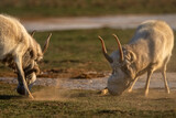 Fototapeta  - Saiga antelopes or Saiga tatarica fight in steppe near waterhole in winter