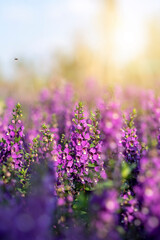Wall Mural - angelonia goyazensis benth in in flowers village, udon thani province in thailand