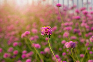 Wall Mural - closeup gomphrena globosa amaranthus flowers