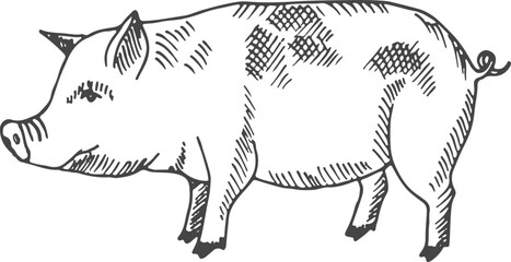 Wall Mural - Pig sketch. Farm animal drawing. Domestic swine