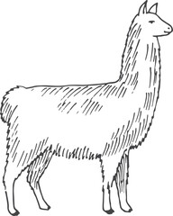 Canvas Print - Llama sketch. Domestic alpaca engraving. Hand drawn animal