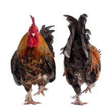 Combined Studio Front And Rear View Shot Of Beautiful And Well Looked After Male Chicken, Rooster Aka Cock, Standing On One Leg Cq Walking Away From Camera. Looking Straight At Lens. Isolated Cutout O