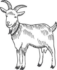 Sticker - Goat sketch. Hand drawn farm mammal animal