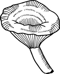 Sticker - Hand drawn mushroom. Fungus sketch. Agaric engraving