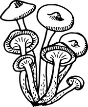 Fungus Sketch. Wild Forest Mushroom Ink Drawing