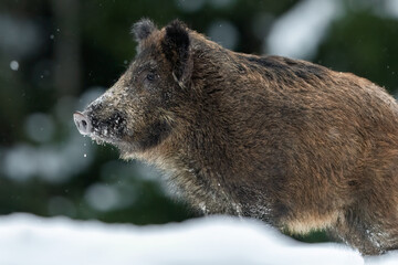 Wall Mural - wild boar in winter forest deep in snow