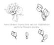 hand drawn mono line vector illustration.
jasmine flowers petals.