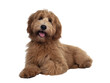 Adorable red / abricot Labradoodle dog puppy, laying down facing front, looking towards camera with shiny dark eyes. Isolated cutout on transparent background.. Mouth open showing tongue and cute head