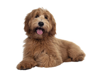 Wall Mural - Adorable red / abricot Labradoodle dog puppy, laying down facing front, looking towards camera with shiny dark eyes. Isolated cutout on transparent background.. Mouth open showing tongue and cute head