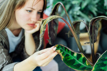 Young Upset, Sad Woman Examining Dried Dead Foliage Of Her Home Plant Calathea. Houseplants Diseases. Diseases Disorders Identification And Treatment, Houseplants Sun Burn. Selective Focus.