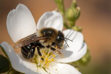 A Bee Is Sitting On A White Flower With Yellow Stamens On It's Petals And A Brown Background.