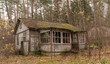Abandoned Wooden House Homestead in Rural Lithuania. Pine Forest in Background.