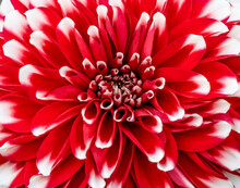 Red Dahlia Flower Macro