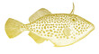 Strap-weed filefish pseudomonacanthus macrurus, tropical marine fish in side view