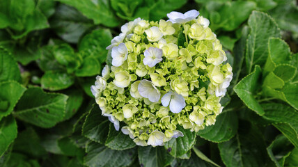 Wall Mural - French hydrangea or Hydrangea macrophylla or Nikko green blooming in the garden.