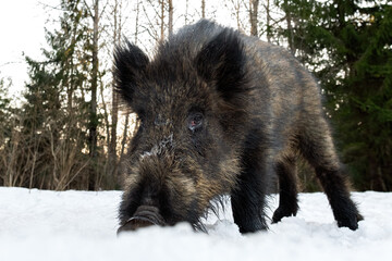 Wall Mural - wild boar closeup in winter