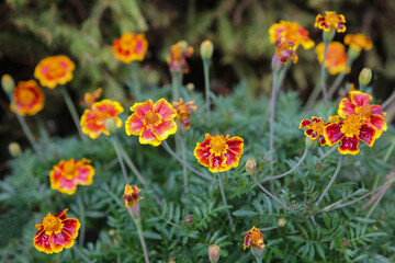 blurred floral background, wet marigold flowers ( Tagetes erecta) in the meadow after the rain