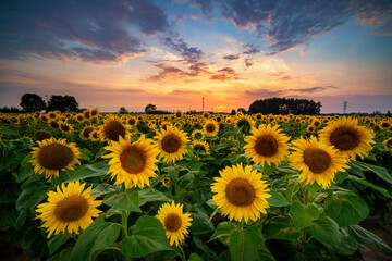 Sticker - Summer sunset over field of sunflowers