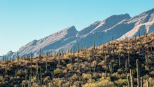 Visit Tucson For The Mountains And The Saguaros