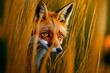 Beautiful natural Red Fox (Vulpes vulpes) searching for prey in the tall grass. Generative AI
