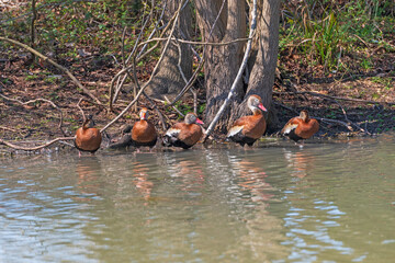 Black Bellied Whistling Ducks on a Bayou Shore