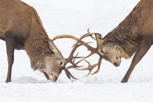 Two Males Red Deer Fighting In Winter