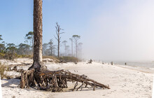 The Exposed Roots Of A Dead Pine Tree On A White Beach On The Gulf Of Mexico With Sea Fog Rolling In. 