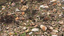Watch As A Group Of Chacma Baboons Navigates The Steep Slopes Of A Mountain In South Africa From Above