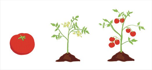 Wall Mural - Growth stages of tomato plant. Tomato growing stages vector illustration