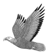 Bald Eagle Flying. Vintage Engraving Drawing Illustration Style