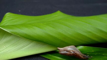 Wall Mural - Land Snail on a Leaf