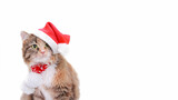 Fototapeta Koty - Cat in Christmas hat isolated on a white background. Kitten in Santa Claus xmas red hat. Cat with Santa cap waiting for Christmas while on a white background. Happy New Year. Web banner copy space