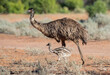 Emu with chick in outback Queensland, Australia.