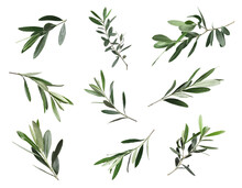 Set Of Olive Twigs With Fresh Green Leaves On White Background