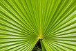  structure in green palm leave