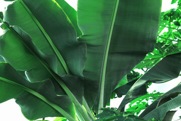  Banana tree with green leaves growing outdoors, closeup
