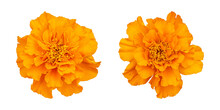 Orange Marigold Flower Isolated On Transparent Background
