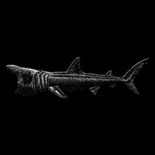 Basking Shark Hand Drawing Vector Isolated On Black Background.