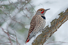 Red-Shafted Northern Flicker In The Snow