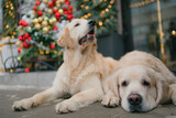 Fototapeta Zwierzęta - golden retriever for new year and Christmas in a country house